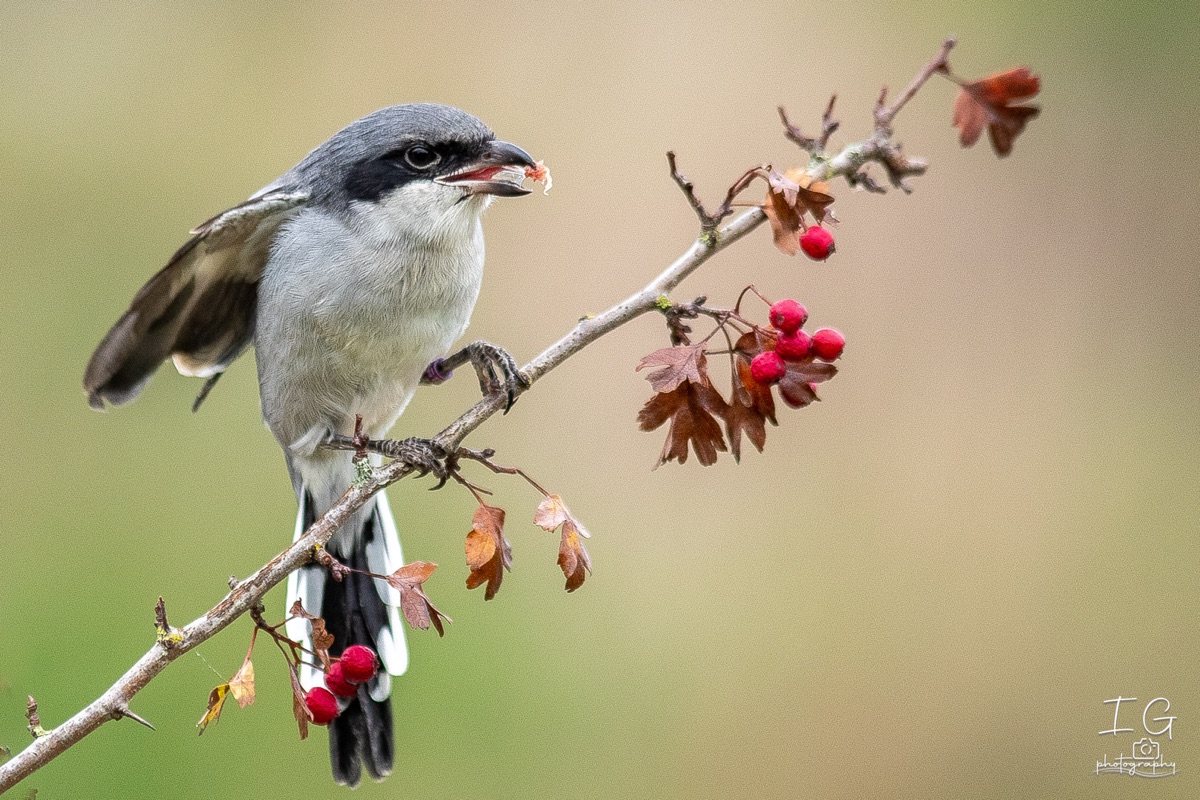 AK6I1991 31 oktober 2021 1547 11